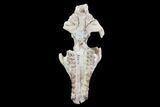 Oreodont (Merycoidodon) Partial Skull - Wyoming #95062-2